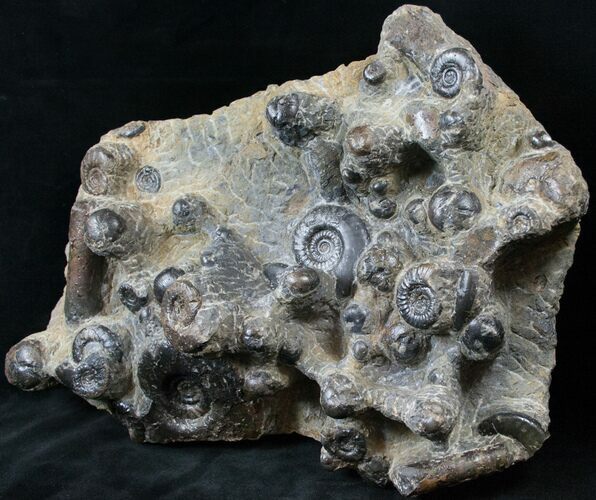 Plate of Devonian Ammonites From Morocco - #14310